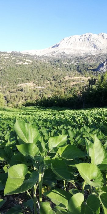 KONYAALTI DOYRANDA SATILIK 5460M2 TEK TAPU EV VE BAHÇE
