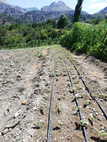 KONYAALTI DOYRANDA SATILIK 5460M2 TEK TAPU EV VE BAHÇE