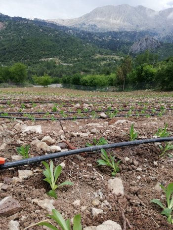 KONYAALTI DOYRANDA SATILIK 5460M2 TEK TAPU EV VE BAHÇE