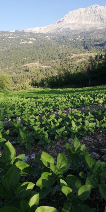 KONYAALTI DOYRANDA SATILIK 5460M2 TEK TAPU EV VE BAHÇE