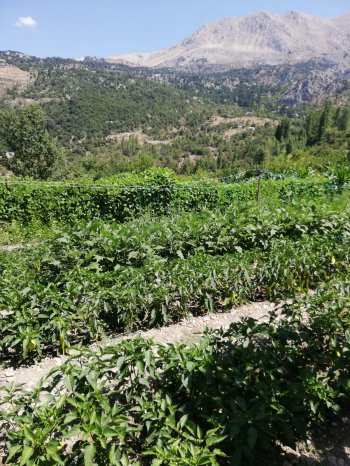KONYAALTI DOYRANDA SATILIK 5460M2 TEK TAPU EV VE BAHÇE