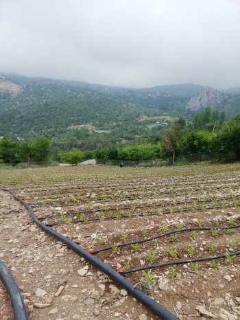 KONYAALTI DOYRANDA SATILIK 5460M2 TEK TAPU EV VE BAHÇE